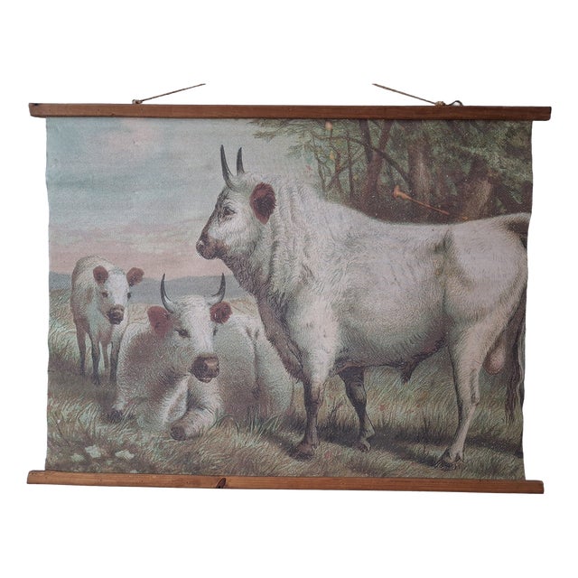 Chillingham Cattle Family Chart For Sale