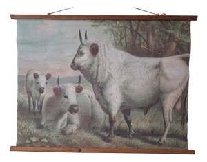 Chillingham Cattle Family Chart