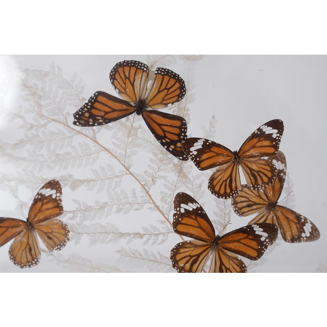 Orange Vintage 1970s Botanical Butterly Taxidermy Acrylic Box Wallhanging For Sale - Image 8 of 11