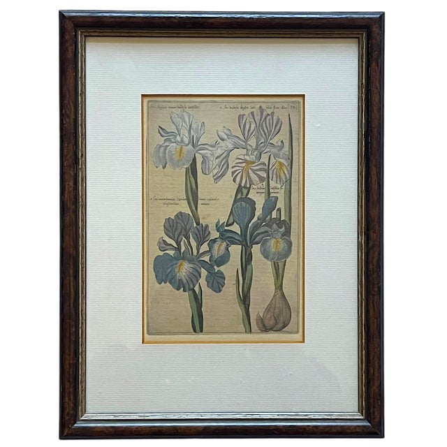 English Antique Dutch Botanical Engravings Reproduction, Framed in Antwerp – Set of 3 For Sale - Image 3 of 11