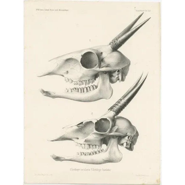 Wilhelm C.H. Peters, Illustrations of Antelope Skulls, Prints, Set of 4 For Sale - Image 4 of 6