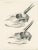 Wilhelm C.H. Peters, Illustrations of Antelope Skulls, Prints, Set of 4 For Sale - Image 4 of 6