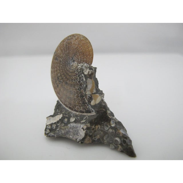 Genuine Nautilus Fossil Shell Ammonite South Dakota Fox Hills Formation Scaphite For Sale In Portland, OR - Image 6 of 10