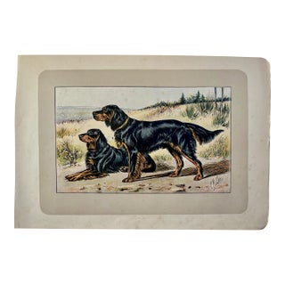 1907 French Photogravure Print of “Le Setter Gordon” or Gordon Setters - For Sale