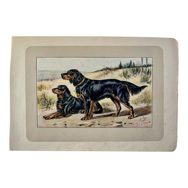 1907 French Photogravure Print of “Le Setter Gordon” or Gordon Setters - For Sale
