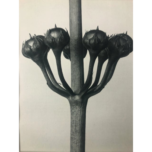 Exquisite Botanical photogravure from famed Urformen Der Kunst portfolio by Blossfeldt . Karl Blossfeldt (1865 - 1932) was...