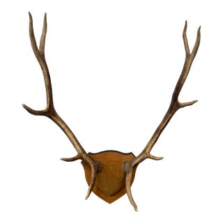 Circa 1975 the Taxidermist in Laramie, Wyoming Antlers For Sale