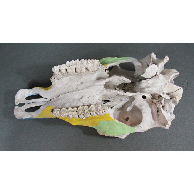 1980s Hand-Painted Bovine Skull Sculpture in Southwestern Folk Art Style For Sale - Image 10 of 10