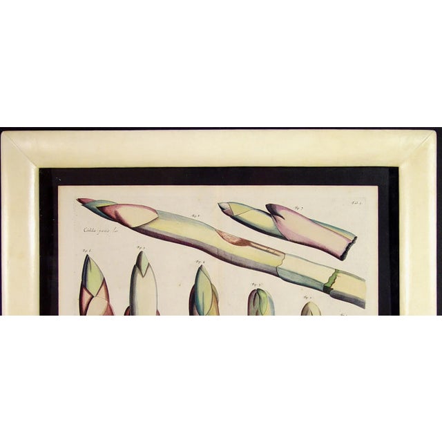 Glass Hortus Malabaricus Hand-Colored Botanical Engraving of the Talipot Palm, Rheede, Amsterdam, Circa 1682 For Sale - Image 7 of 8