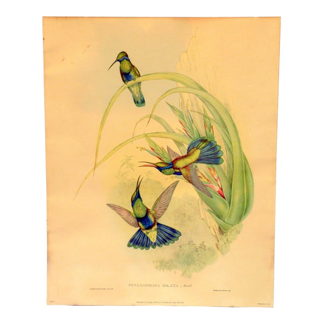 1940s Gould Hummingbird Lithograph, Petasophora Iolata. Bolivian Violet Ear, 20" X 16" For Sale