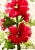 Framed Original Watercolor Tall Painting “Hollyhocks” Framed For Sale - Image 4 of 12