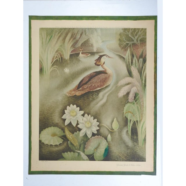 1940 Billie Walters Crested Grebe Lithograph For Sale In Seattle - Image 6 of 6