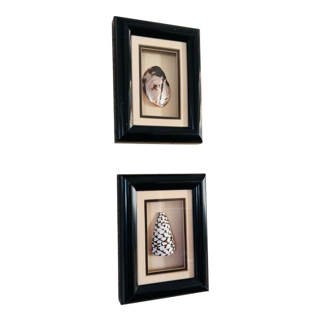 Pair of Vintage Framed Sea Shells For Sale