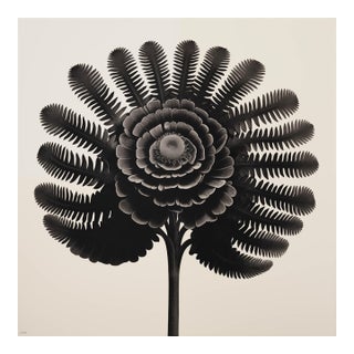 Dryopteris Filix — Vintage Botanical Photography Print For Sale