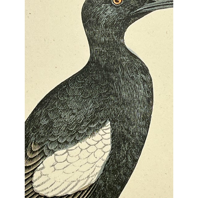 Antique Hand Tinted Bird Print From England Featuring a Black Guillemot - Circa 1888 For Sale - Image 4 of 10