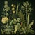 This fine art print reproduces a beautifully detailed 19th-century botanical illustration depicting an elegant arrangement...
