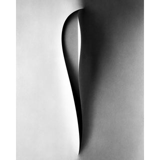 Ugne Pouwell, Papercut, 2026, Photography, Limited 10 For Sale