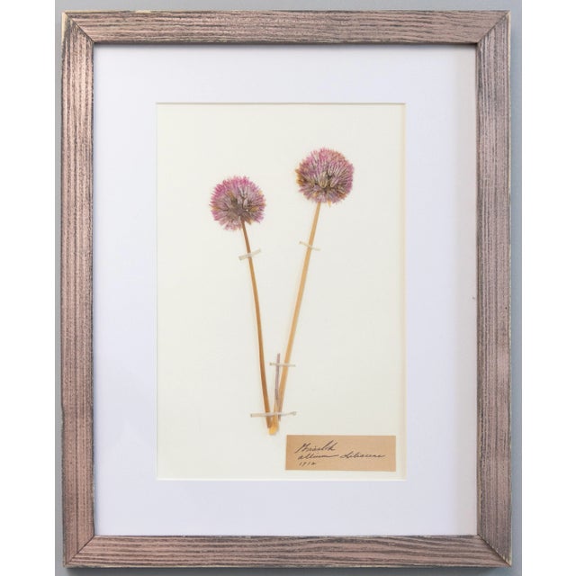 Beautiful custom framed Swedish antique herbarium floral specimens, collected 1912. Handwritten names in lovely Latin...