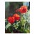 Zinnia Sonata, Original Oil Painting by Julia Lawing For Sale