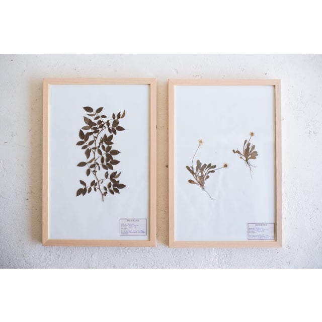 1990s Vintage French Pressed Botanicals, Set of 12 For Sale - Image 6 of 12