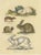 Schinz, Illustration of a Rabbit, Hares, Pika and Other Rodents, 1824, Hand Colored Print For Sale - Image 3 of 6
