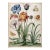 Butterflies and Flowers — Antique Botanical Fine Art Print After a 19th-Century Watercolor Fine Art Print For Sale