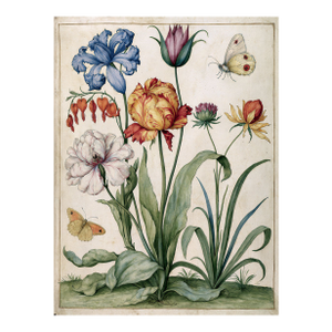Butterflies and Flowers — Antique Botanical Fine Art Print After a 19th-Century Watercolor Fine Art Print