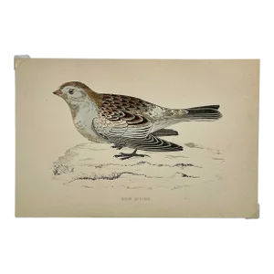 Antique Hand Colored Bird Print From England Showcasing a Snow Bunting - Circa 1888