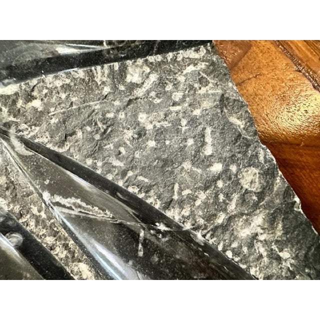 Plum Orthoceras Fossil, 1800s For Sale - Image 5 of 11