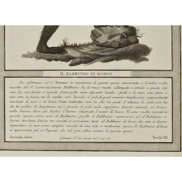 Realism Framed Engraving "Il Babbuino Di Bosco", Italy Circa 1812 For Sale - Image 3 of 4