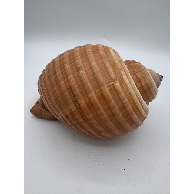 Contemporary Vintage Large Tun Ocean Snail Shell Seashell For Sale - Image 3 of 8