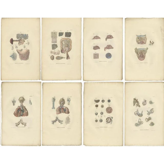 Anatomy Illustrations of Splanchnology, 1839, Prints, Set of 27 For Sale - Image 3 of 6