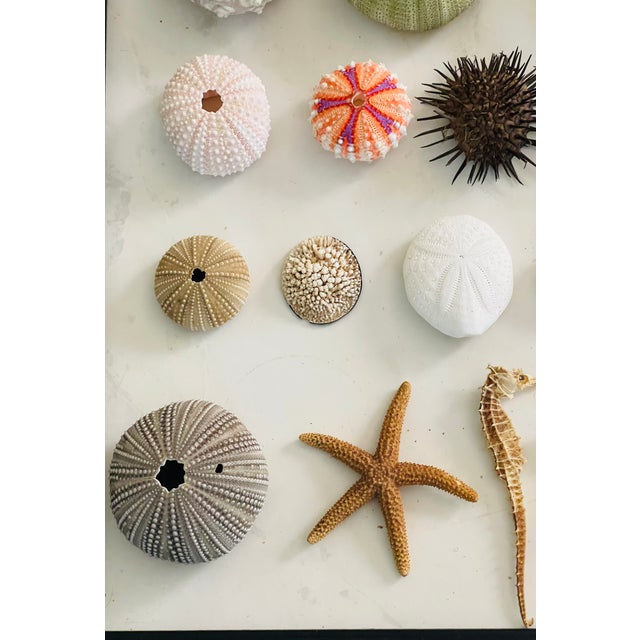 1960s 20 Th C Sea Shell Collection in Shadowbox Frame For Sale - Image 5 of 6