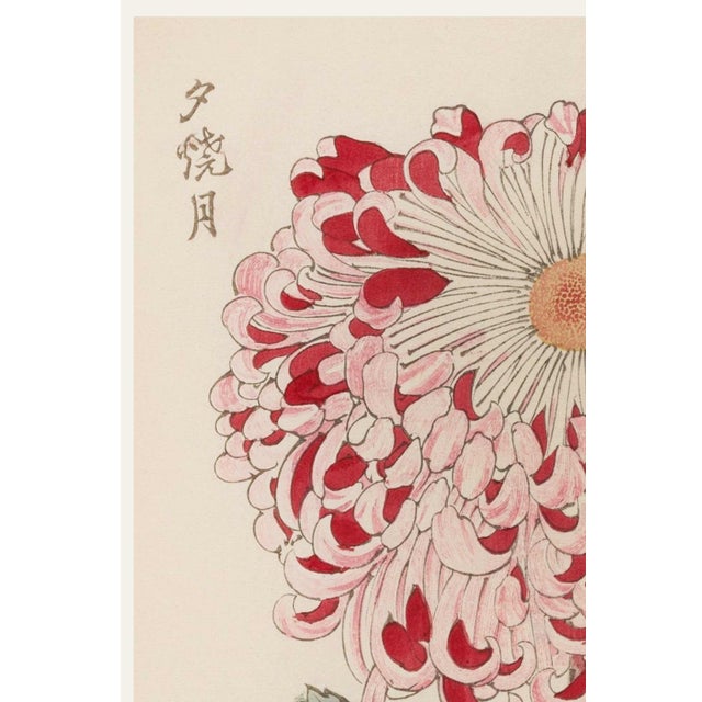 Red & White Chrysanthemum by Hasegawa, Vintage Japanese Botanical Art Print Originally created as Plate 16 from Keika...