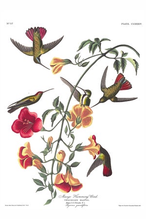 Mango Hummingbird, Museum Style Audubon Bird Print, 16" X 24"