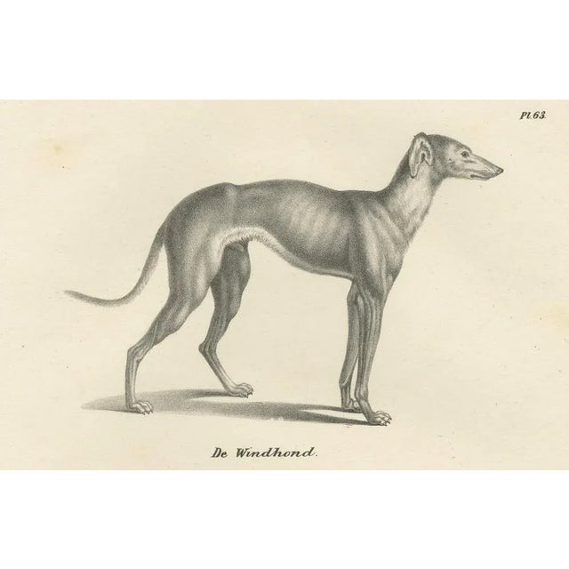 Mid 19th Century Greyhound and English Mastiff in Detail, 1836, Lithograph For Sale - Image 5 of 11