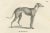 Mid 19th Century Greyhound and English Mastiff in Detail, 1836, Lithograph For Sale - Image 5 of 11