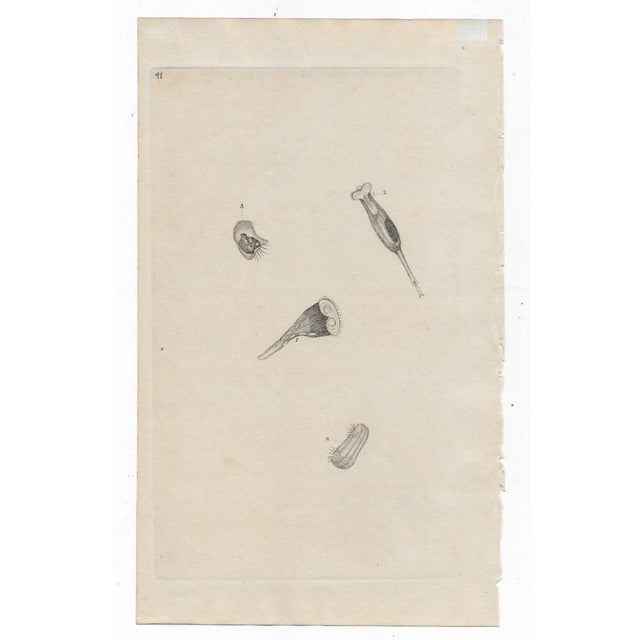 Pair of engravings with hand coloring of microscopic organisms from an English publication in entomology. Each sheet: 9 x...