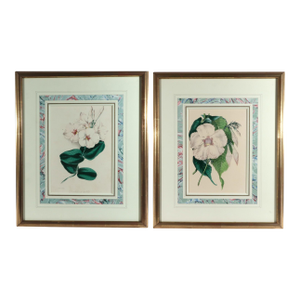 Antique Botanical Prints by Sir Joseph Paxton From the Magazine of Botany