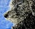 Contemporary Giclee Fine Art Print Watercolor Painting of “Pixie Poodle” For Sale - Image 3 of 3