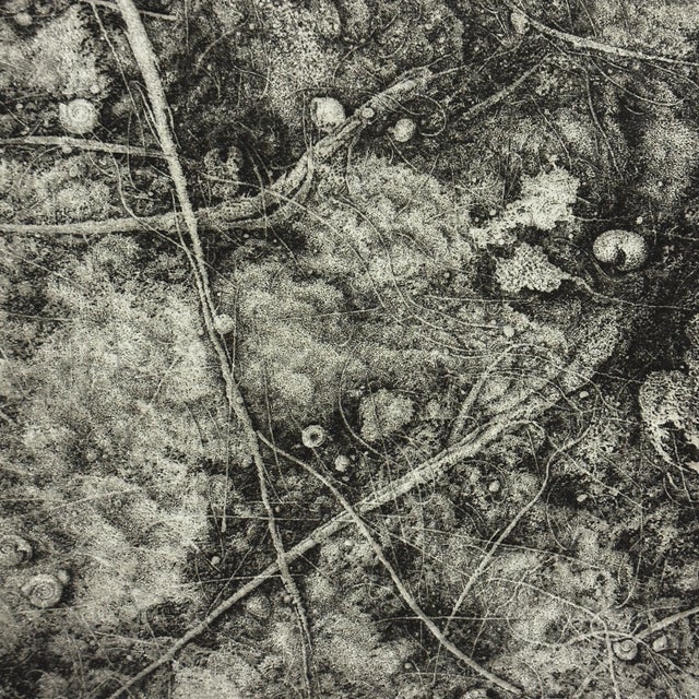 Stephen Raul Anaya - Moss Garden, Signed (1974, Etching) For Sale - Image 4 of 5