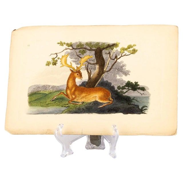 E. Donovan & F.C. & J. Rivington, Nature Illustration, Aug 1819, Hand-Colored Copperplate Engraving For Sale - Image 6 of 6