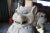 Late 20th Century Late 20th Century Vintage Chinese Concrete Foo Dogs Guardian Lion Statues- A Pair For Sale - Image 5 of 13