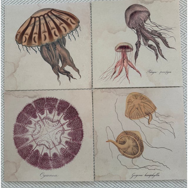 1970s Natural Curiosities Collector's Album of 14 Artistic Prints For Sale - Image 15 of 17
