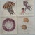 1970s Natural Curiosities Collector's Album of 14 Artistic Prints For Sale - Image 15 of 17