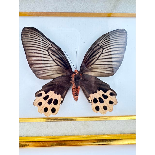 Traditional Vintage Real Framed Swallowtail Butterfly Taxidermy Gold Shadow Box Display For Sale - Image 3 of 5