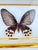 Traditional Vintage Real Framed Swallowtail Butterfly Taxidermy Gold Shadow Box Display For Sale - Image 3 of 5