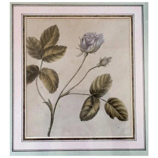 Antique 18th c. English botanical watercolor attributed to Lady Charlotte Murray dated 1785. Presented in a French mat...