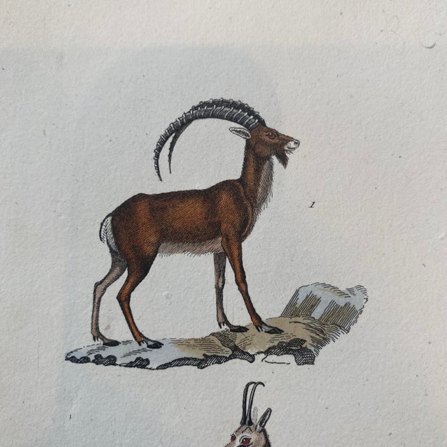 French French Antique 18th Century "Le Antilope" Animal Engraving Hand Colored Signed Artwork For Sale - Image 3 of 9