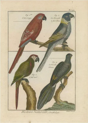 Robert Bernard, Parrots and Parakeets, 1792, Print